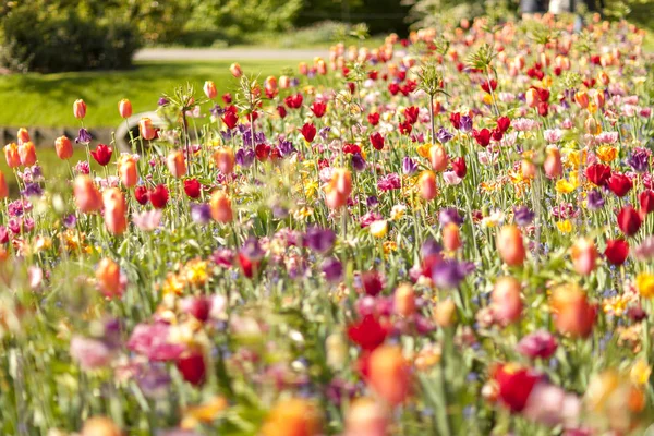 Field Colorful Dutch Flowers Closeup Blurry Dreamy — Stock Photo, Image