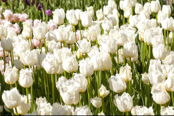 Keukenhof Lisse Içinde Beyaz Hollanda Lale Alanıyla — Stok fotoğraf