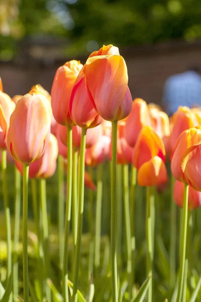 Typiske Nederlandske Oransje Tulipaner Nærkontakt – stockfoto