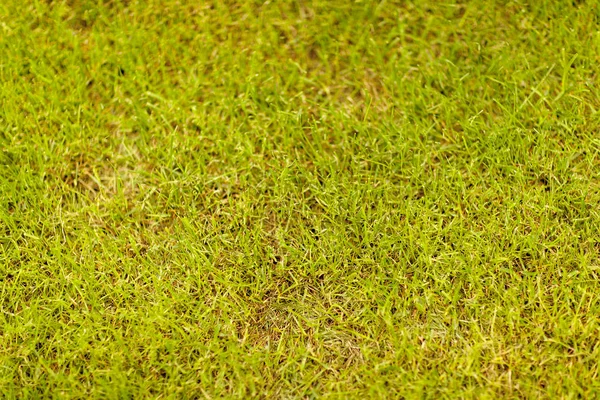 Bakgrund Grönt Gräs Närbild — Stockfoto