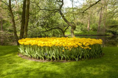Güzel lale alanı ile Keukenhof park