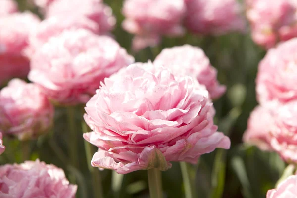 Typical Dutch pink tulip in closeup — Stock Photo, Image