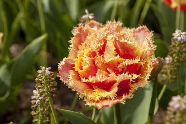 Beautiful typical Dutch orange tulip — Stock Photo, Image