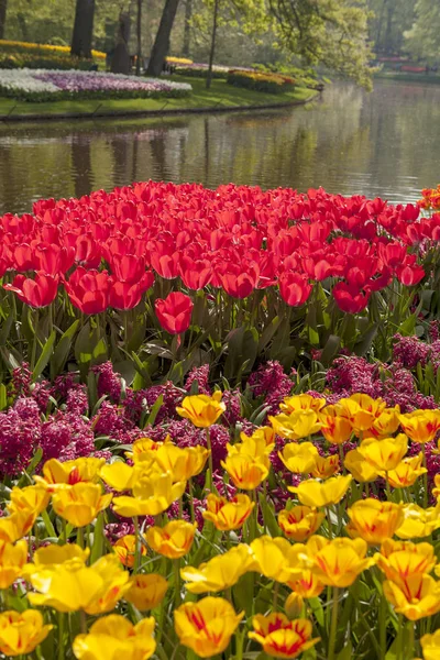 Park with beautifup Dutch tulip fields — Stock Photo, Image