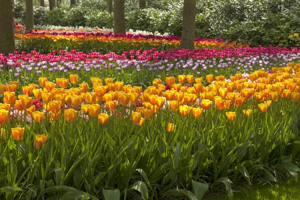 Park with beautifup Dutch tulip fields on sunny day — Stock Photo, Image