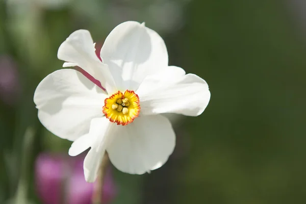 Beautiful white Daffodil flower — Stock Photo, Image