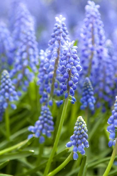 Blue hyacinth flowers in closeup — Stock Photo, Image