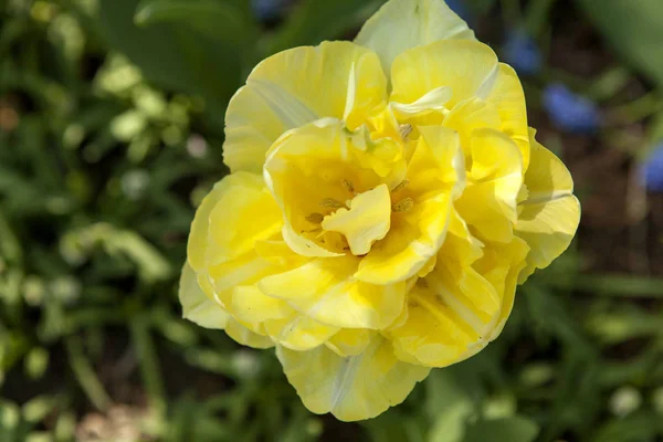 Beautiful yellow daffodil flower — Stock Photo, Image