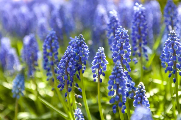 Blume aus blauer Hyazinthe in Großaufnahme — Stockfoto