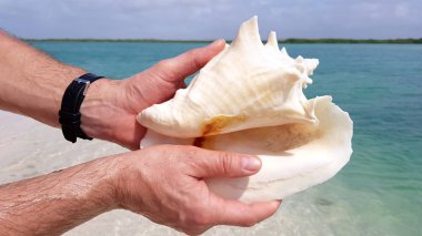 Bonaire sahilinde güzel bir deniz kabuğu tutan eller