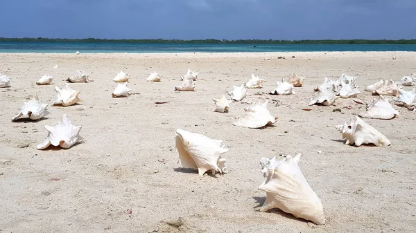 Shell on the beach of Bonaire Island — Stock Photo, Image