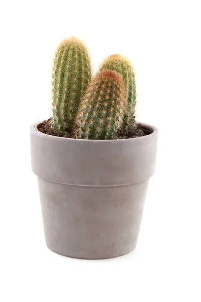 Hrnec s kaktusovou rostlinou na bílém pozadí — Stock fotografie