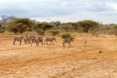 Kenya 'da dolaşan bir grup zebra.
