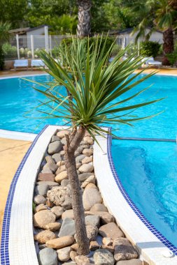 Güneşli bir günde yüzme havuzunda tropik bir ortam.