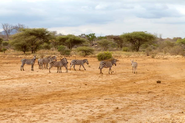ケニアを歩くゼブラのグループ — ストック写真