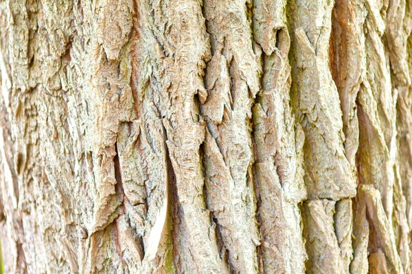 Rinde Eines Alten Baumes Großaufnahme lizenzfreie Stockbilder