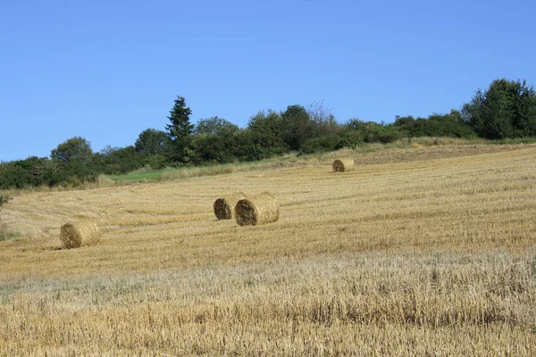 Champ Céréales Récolté Avec Des Rouleaux Paille Forêt Arrière Plan — Photo