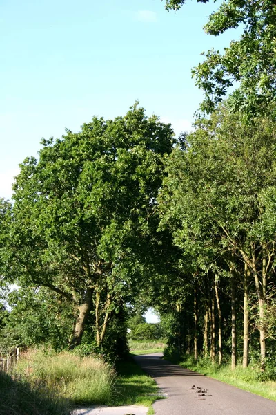 Romantic Avenue Trees Spring — Stock Photo, Image