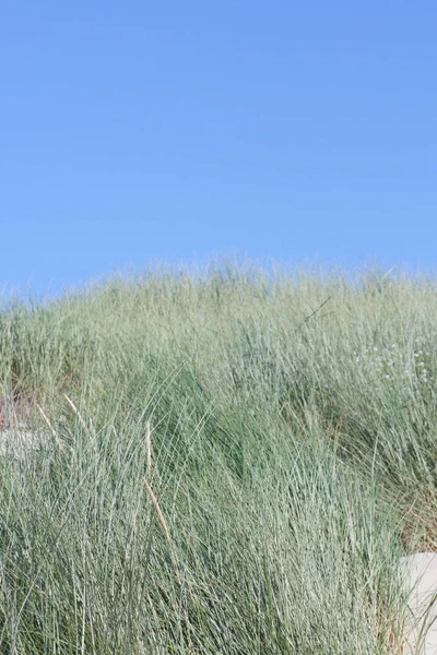 Wydmy Pokryte Trawą Beach — Zdjęcie stockowe