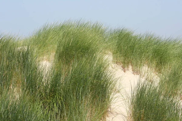 ベルギーの北海の海岸に沿って砂丘 — ストック写真