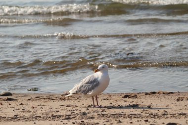 Avrupa ringa martı (Larus argentatus) büyük bir martıdır. Bir zamanlar Batı Avrupa kıyıları boyunca tüm martılar arasında en çok bilinen martılardan biriydi..