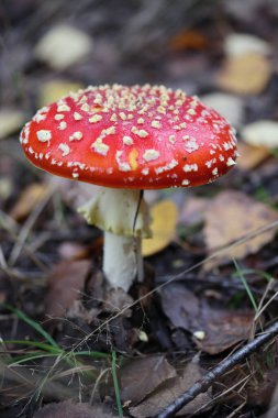 Amanita muscaria, Amanitaceae familyasından bir sinekgiller familyasıdır..
