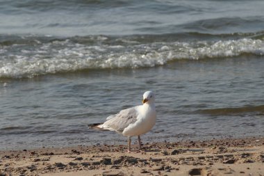 Avrupa ringa martı (Larus argentatus) büyük bir martıdır. Bir zamanlar Batı Avrupa kıyıları boyunca tüm martılar arasında en çok bilinen martılardan biriydi..