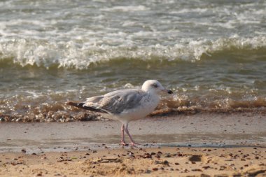 Avrupa ringa martı (Larus argentatus) büyük bir martıdır. Batı Avrupa kıyıları boyunca en çok bilinen martılardan biri.