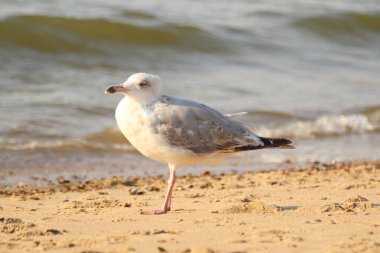 Avrupa ringa martı (Larus argentatus) büyük bir martıdır. Bir zamanlar Batı Avrupa kıyıları boyunca tüm martılar arasında en çok bilinen martılardan biriydi..