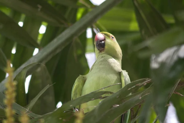 Parrot in Kuala Lumpur, Malaysia, photographed in October 2017