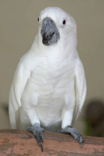 Parrot in Kuala Lumpur, Malaysia, photographed in October 2017