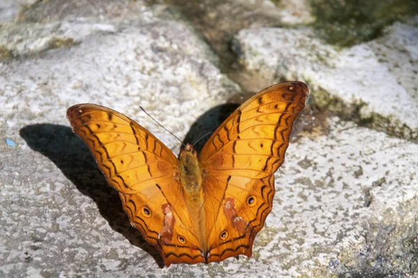 Uma Borboleta Malásia — Fotografia de Stock