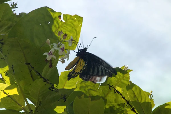Papillon Malaisie — Photo