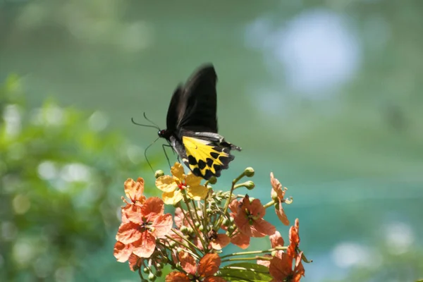 Papillon Malaisie — Photo