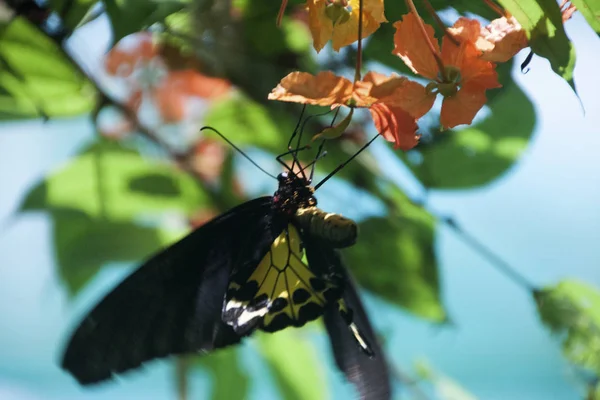 Motýl Malajsii — Stock fotografie