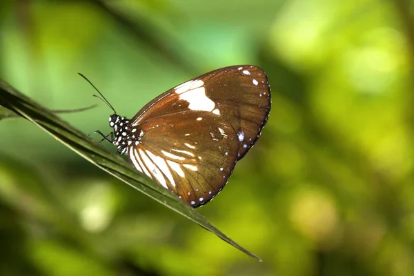 Uma Borboleta Malásia — Fotografia de Stock