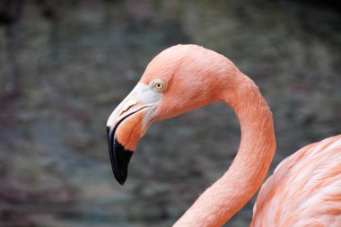 Flamingo - Phoenicopteridae - Ekim ayında Curacao 'da çekildi.