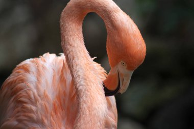 Flamingo - Phoenicopteridae - Ekim ayında Curacao 'da çekildi.