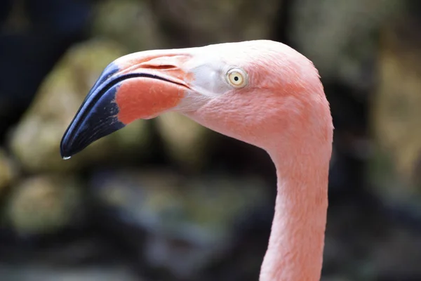 Flamingo Fenicopteridae Sfotografowane Październiku Curacao — Zdjęcie stockowe