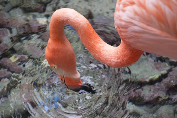 Flamingo Fenicopteridae Sfotografowane Październiku Curacao — Zdjęcie stockowe