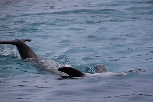 Delfin Delphinidae Fényképezett Októberben Curacao — Stock Fotó