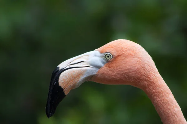 火烈鸟 10月在库拉索岛拍摄 — 图库照片