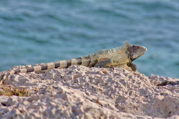 Île Verte Iguane Photographié Octobre Curaçao — Photo