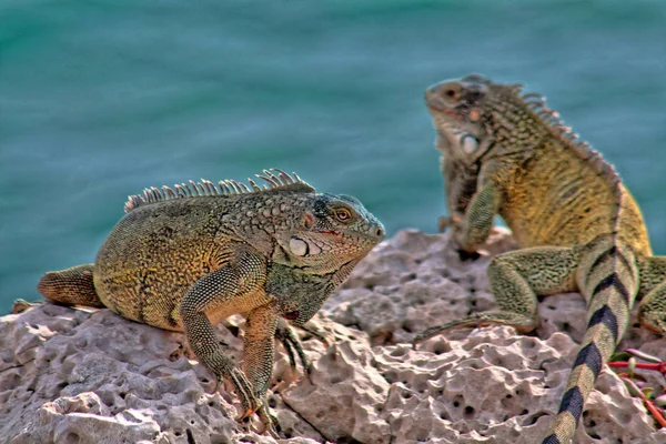 Île Verte Iguane Photographié Octobre Curaçao — Photo