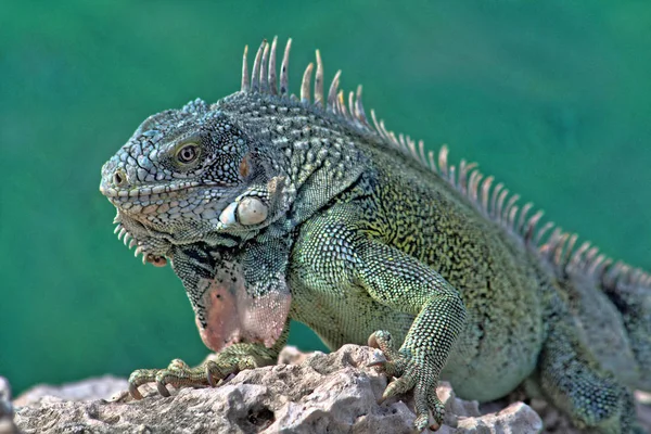 Île Verte Iguane Photographié Octobre Curaçao — Photo