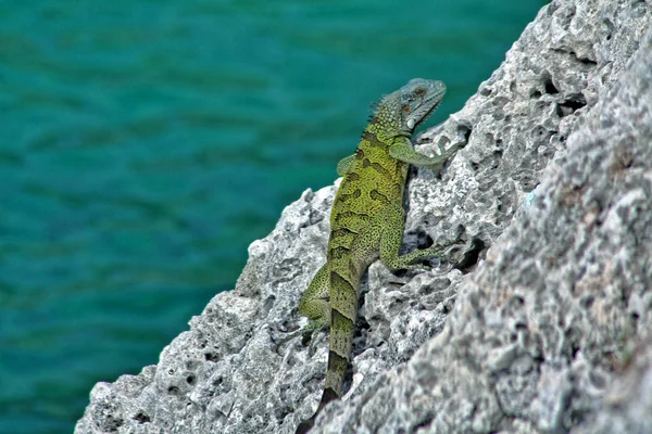 Île Verte Iguane Photographié Octobre Curaçao — Photo