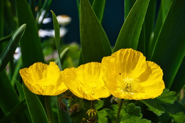 Yellow Poppy Blossoms Spring Lake Constance — Stock Photo, Image