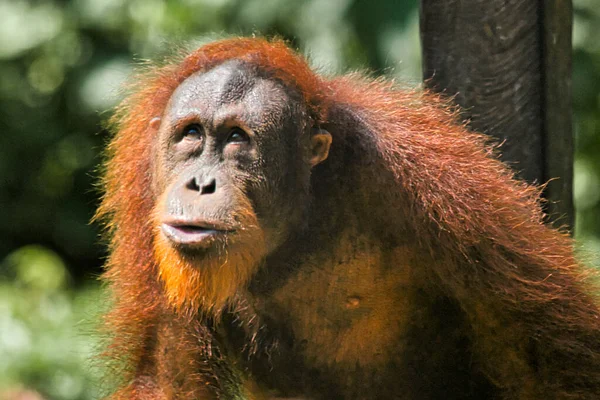 Orang Utan Pongo Pygmaeus Fotografiert Auf Borneo Der Nähe Von — Stockfoto