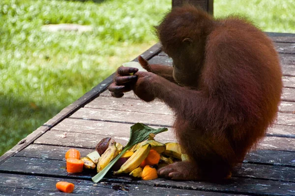Orang Utan (Pongo pygmaeus) - Sandakan yakınlarındaki Borneo 'da çekildi.