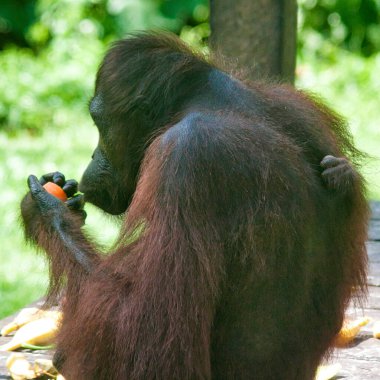 Orang Utan (Pongo pygmaeus) - Sandakan yakınlarındaki Borneo 'da çekildi.